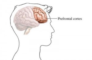 Prefrontal cortex and how it affects autism
